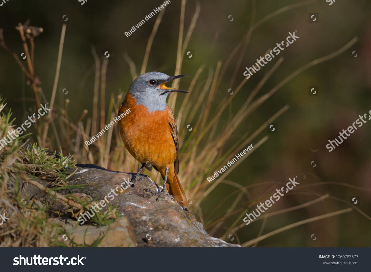An horizontal image of a cape rock thrush (monticola rupestris) sitting on a rock with an open beak in golden light against an out of focus background in the Giants Castle Nature Reserve South Africa. #1060783877