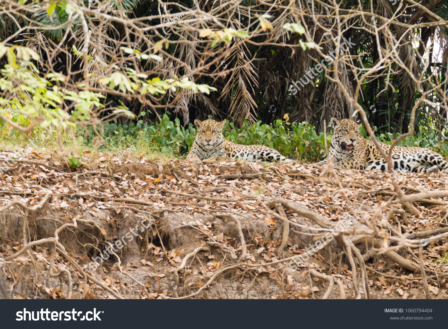 Jaguar on riverbank from Pantanal, Brazil. Wild brazilian feline. Nature and wildlife #1060794404