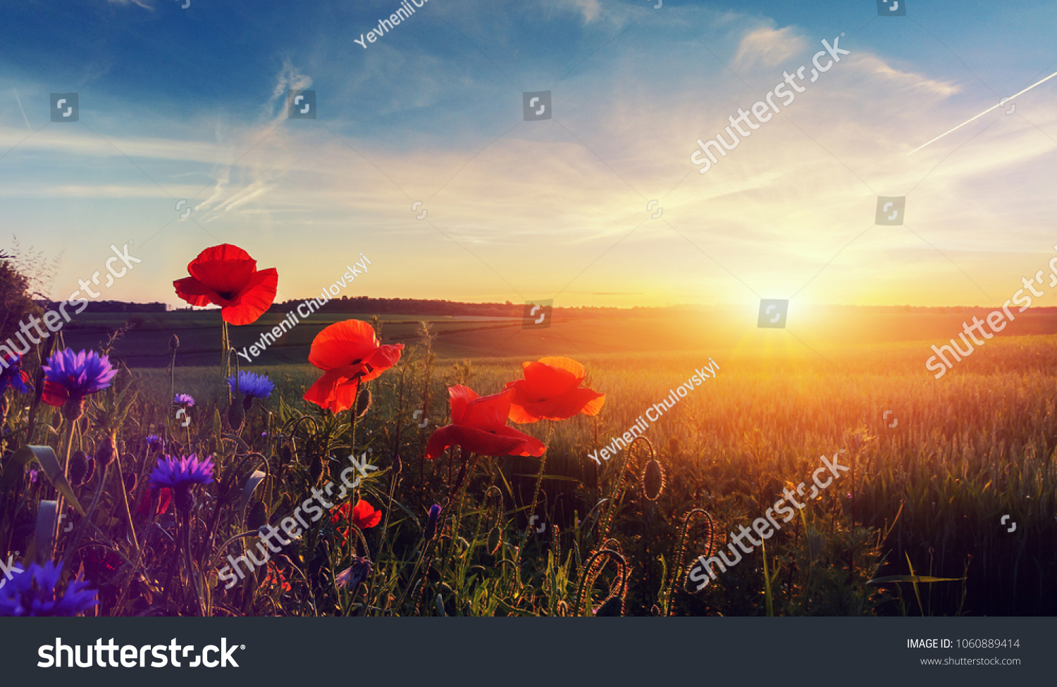 Wonderful landscape during sunrise. Blooming red poppies on field against the sun, blue sky. Wild flowers in springtime. Beautiful natural landscape in the summertime. Amazing nature Sunny scene.  #1060889414