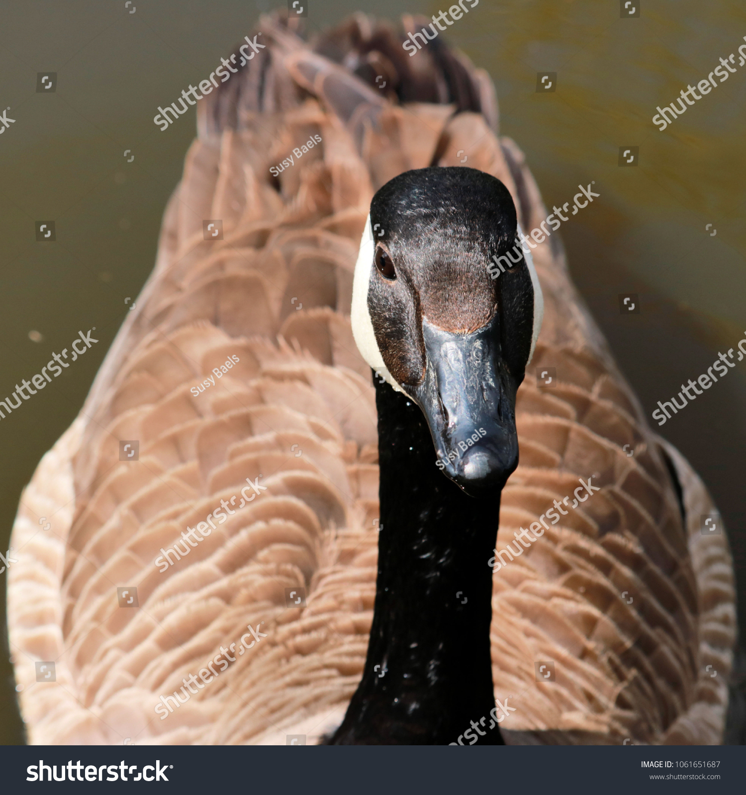 close up of a lovely Canada goose #1061651687