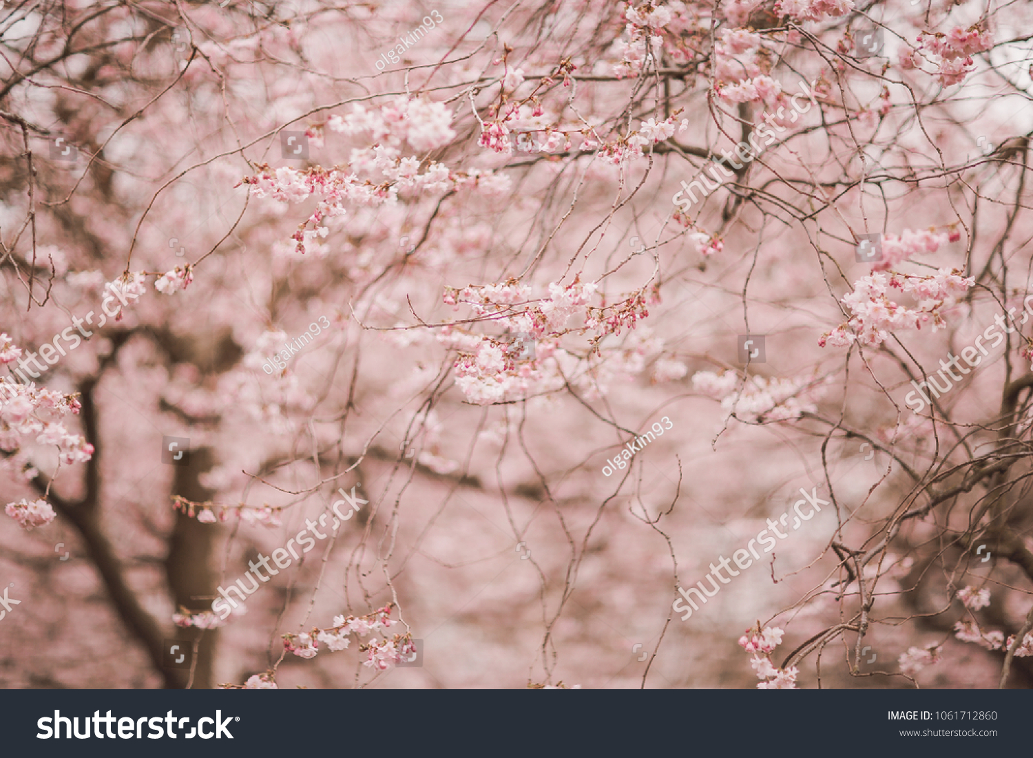 Spring cherry blossoms with free space for text #1061712860