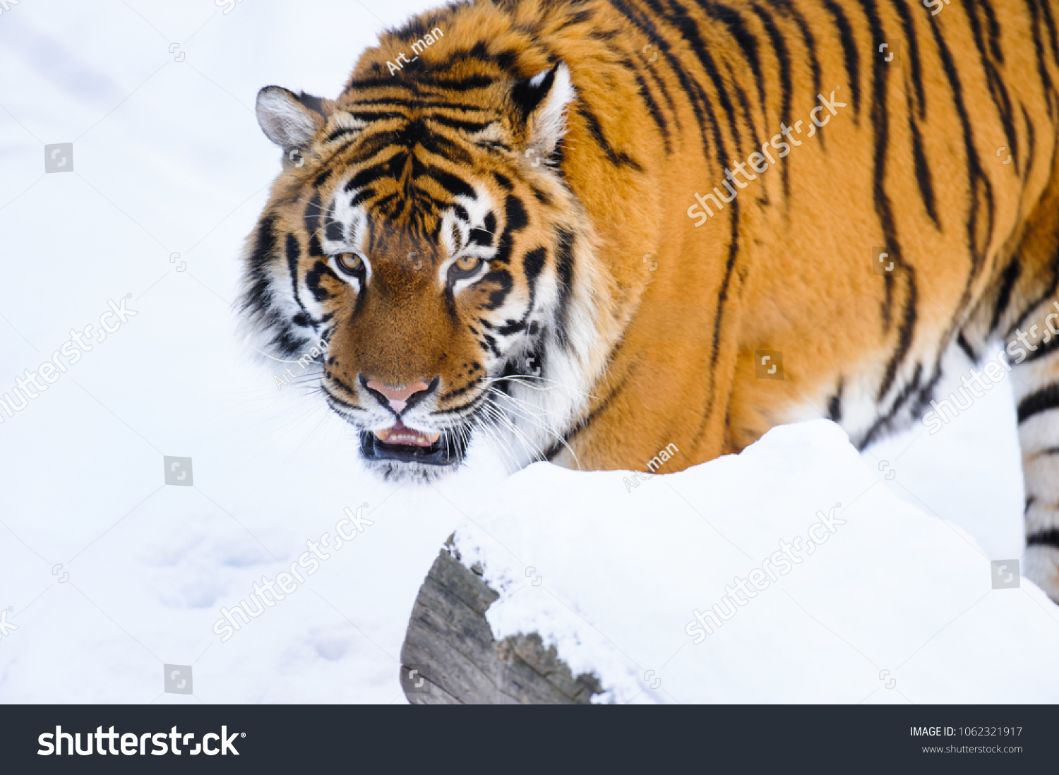 siberian tiger on snow #1062321917