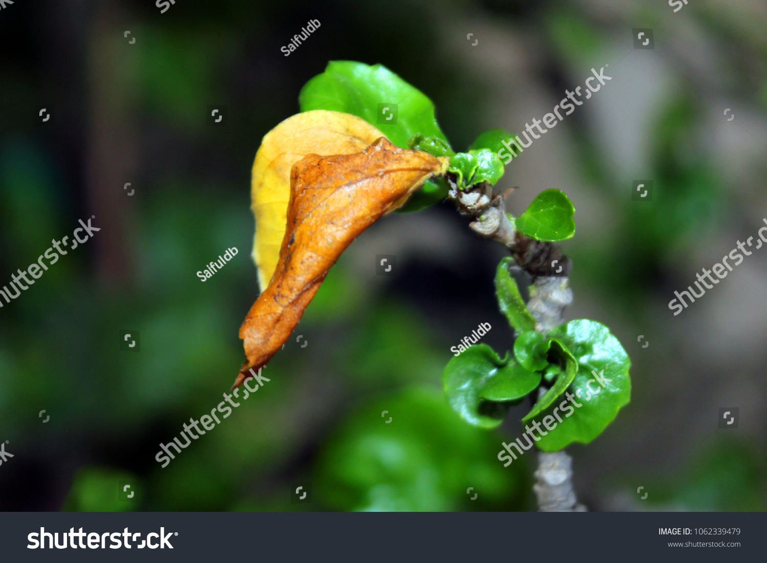 Green leaf on Isolated Background #1062339479