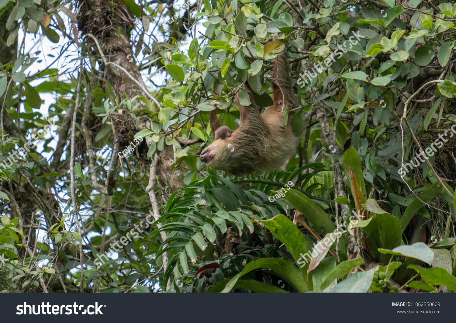 Sloth hanging from a tree with it's offspring in hand. #1062350609