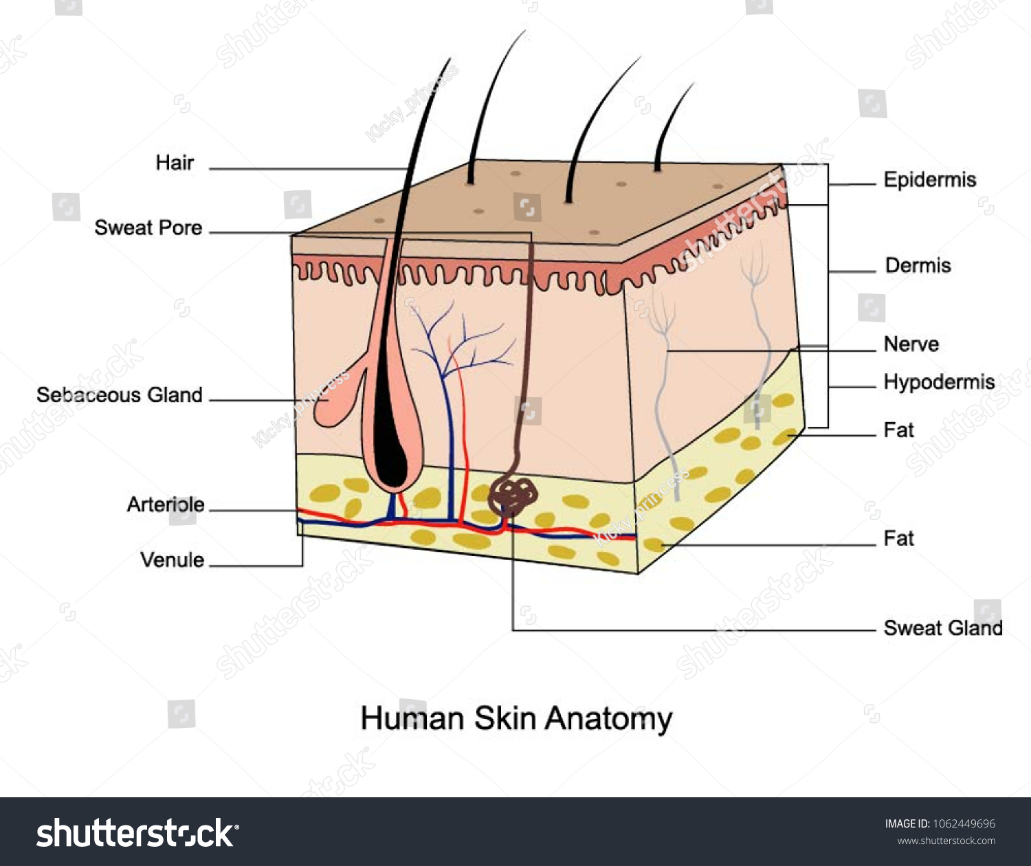 Human Skin Anatomy Royalty Free Stock Vector 1062449696 Avopix Com   Avopix 1062449696 