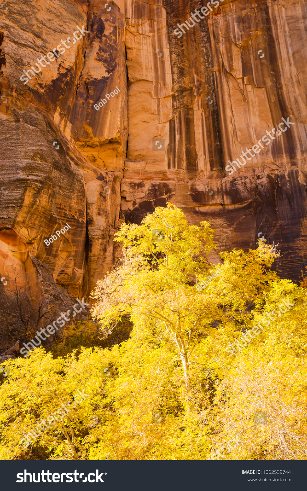A cottonwood tree showing yellow fall colors and a sandstone wall viewed from Calf Creek Trail, Grand Staircase-Escalante National Monument and Zion National Park, Utah #1062539744