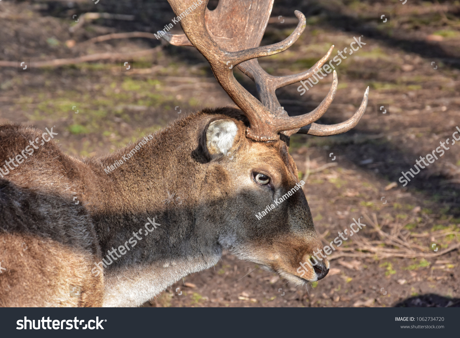 deer in the forest in Germany near falkenstein  #1062734720