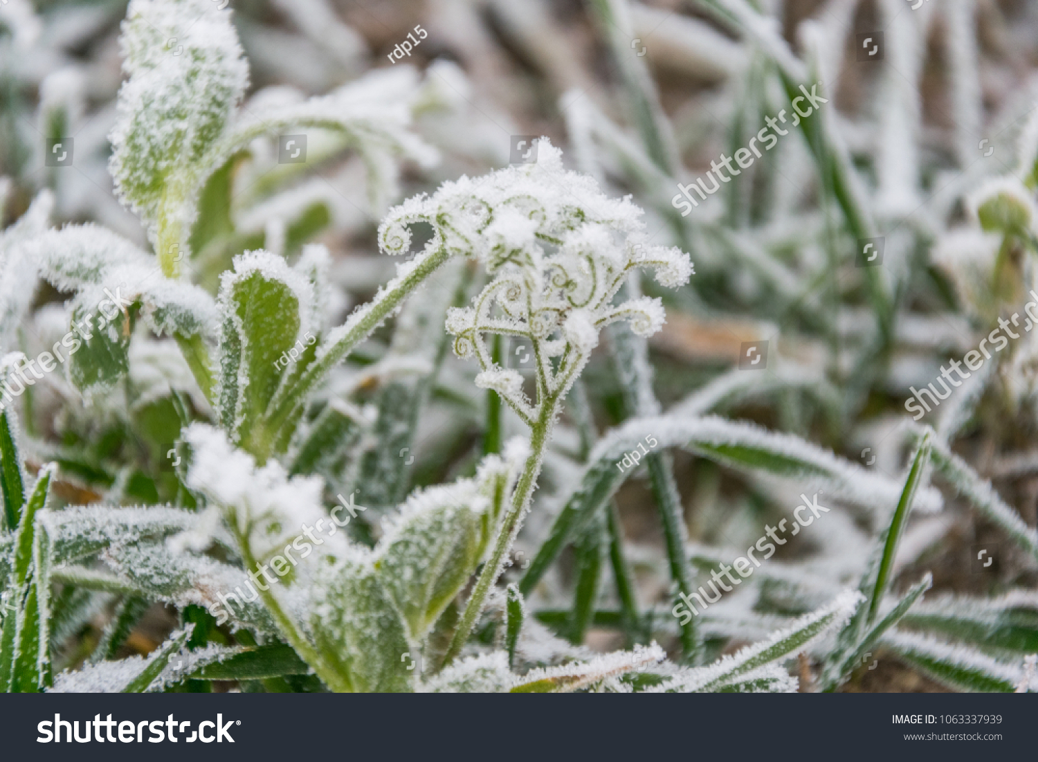 Winter nature covered in hoar frost. Winter nature covered freezing ice cristalls.  #1063337939