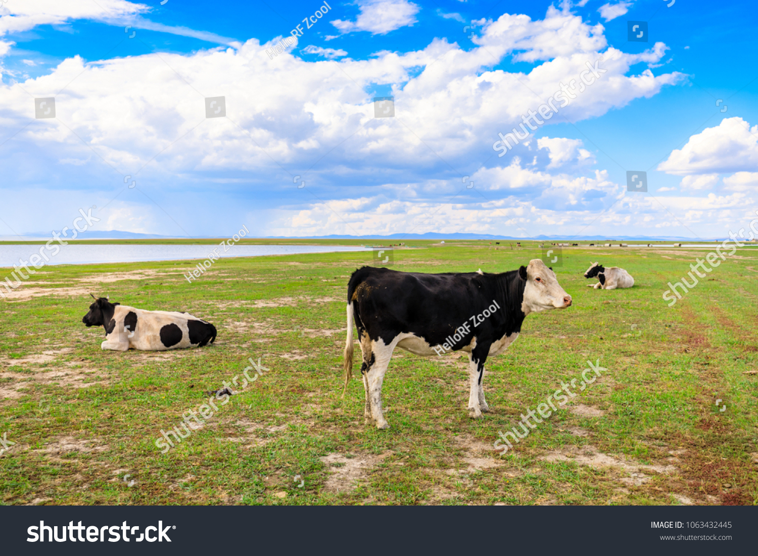 Herds on the grasslands of Inner Mongolia #1063432445