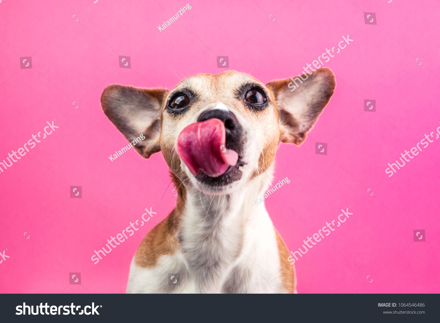 Licking cute dog on pink background. Hungry face. Want delicious pet food. Tasty lanch time #1064546486