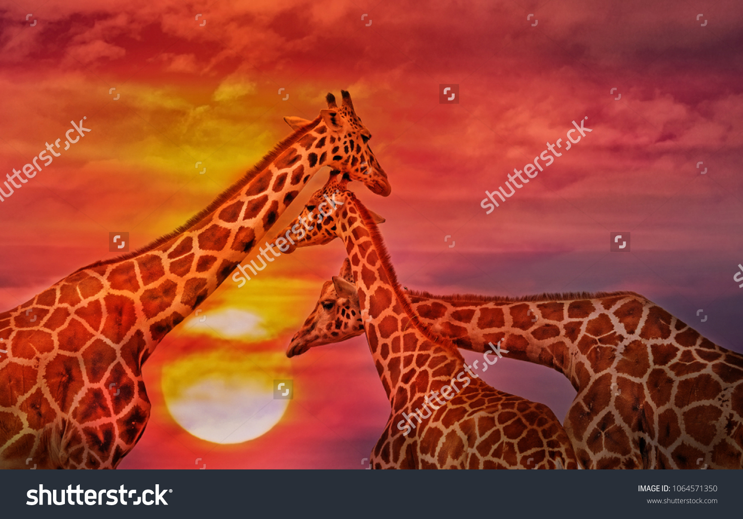 Giraffes against the sunset sky. African background #1064571350