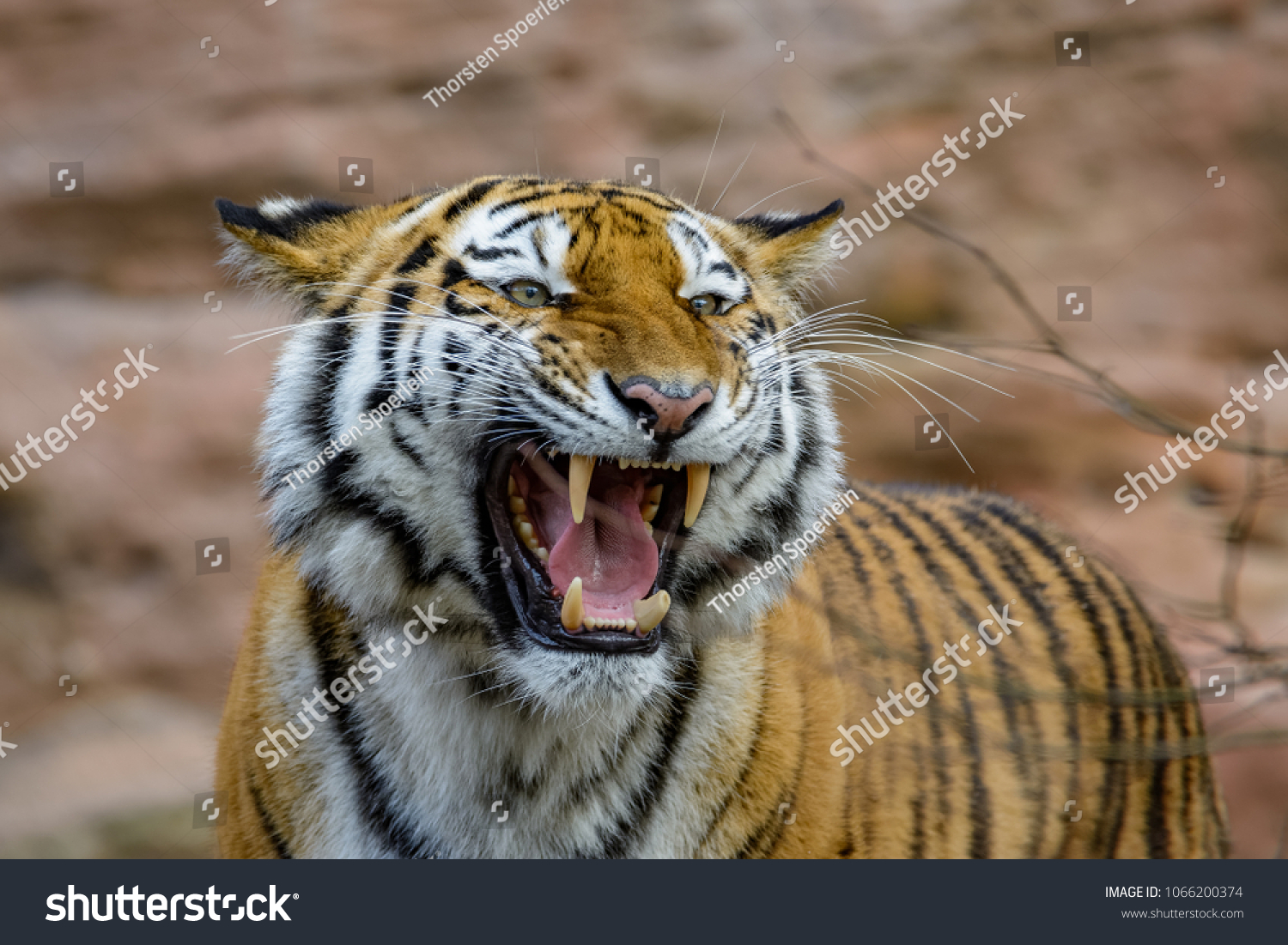 A female siberian tiger roaring while showing her fangs #1066200374