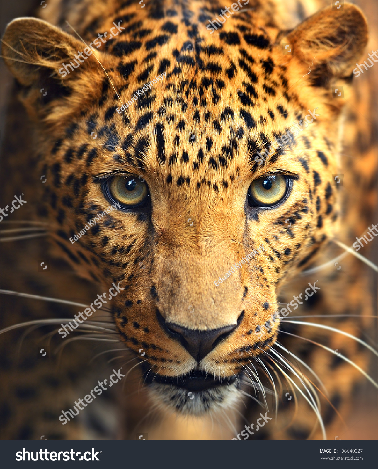 Leopard portrait #106640027