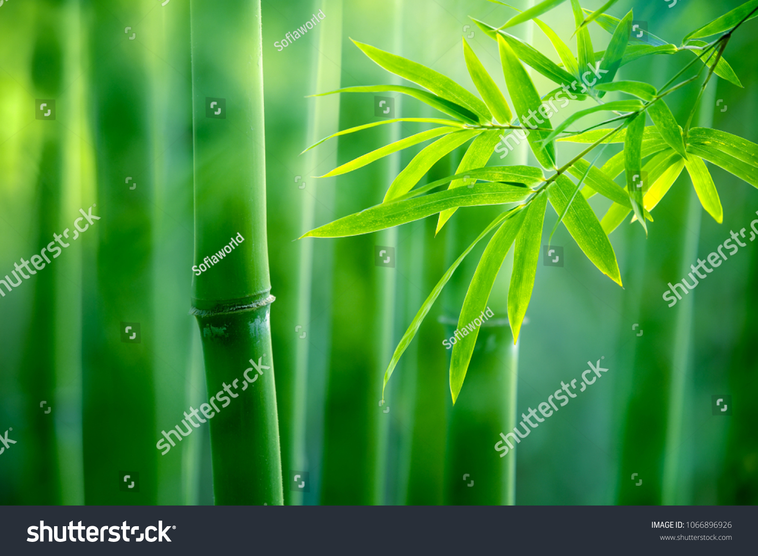 Asian Bamboo forest,natural background #1066896926