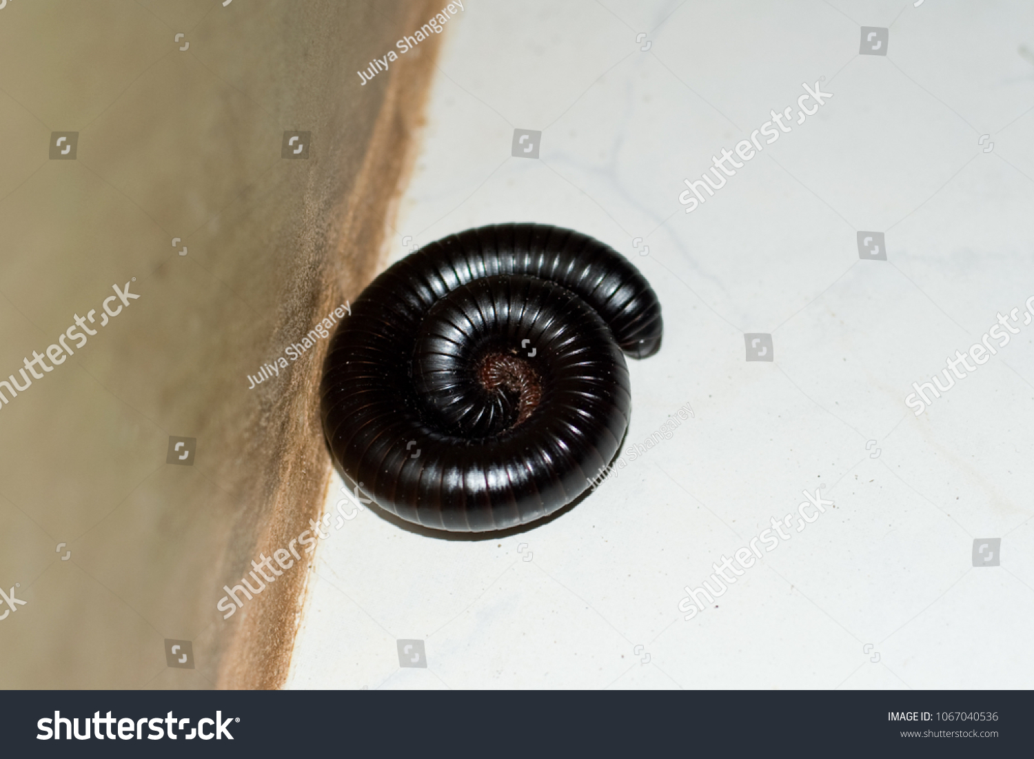 giant black African centipede, millipede in home #1067040536