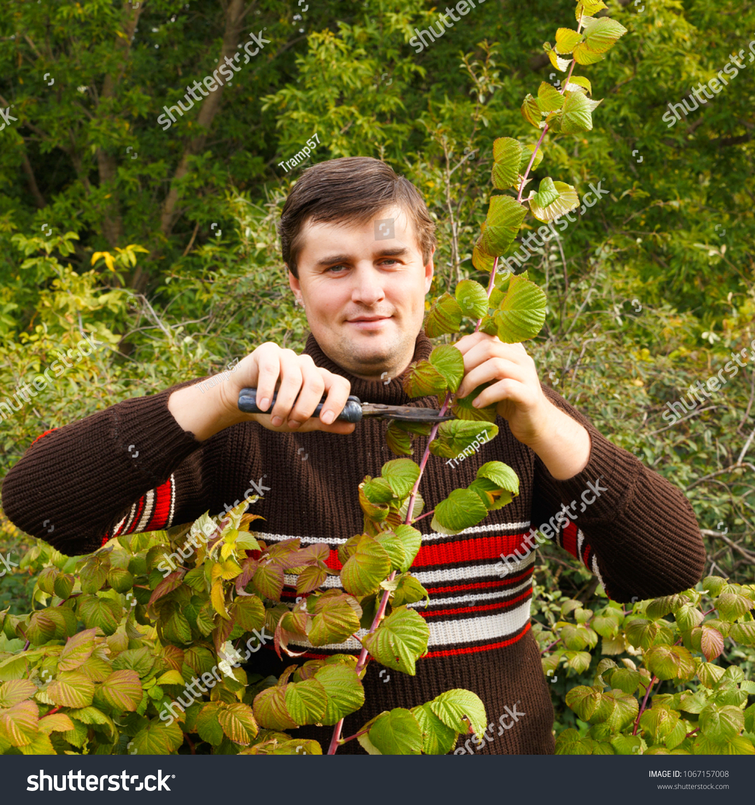 A young man makes an autumn pruning of raspberries. #1067157008
