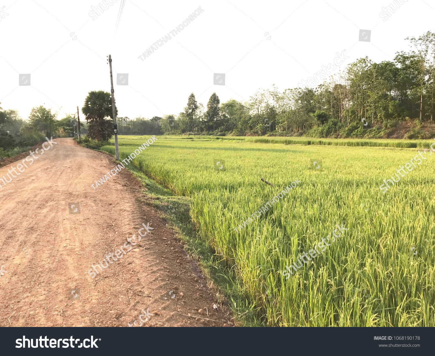 Green field And yellow of rice. The side of the road is a dusty natural landmark that is the landmark of the province. A tourist attraction It is a tourist business. #1068190178