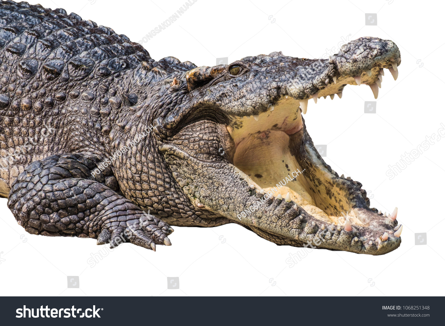 The crocodile is opening its mouth at the crocodile farm in Thailand Zoo. Amphibian fierce eyes In water White backdrop #1068251348