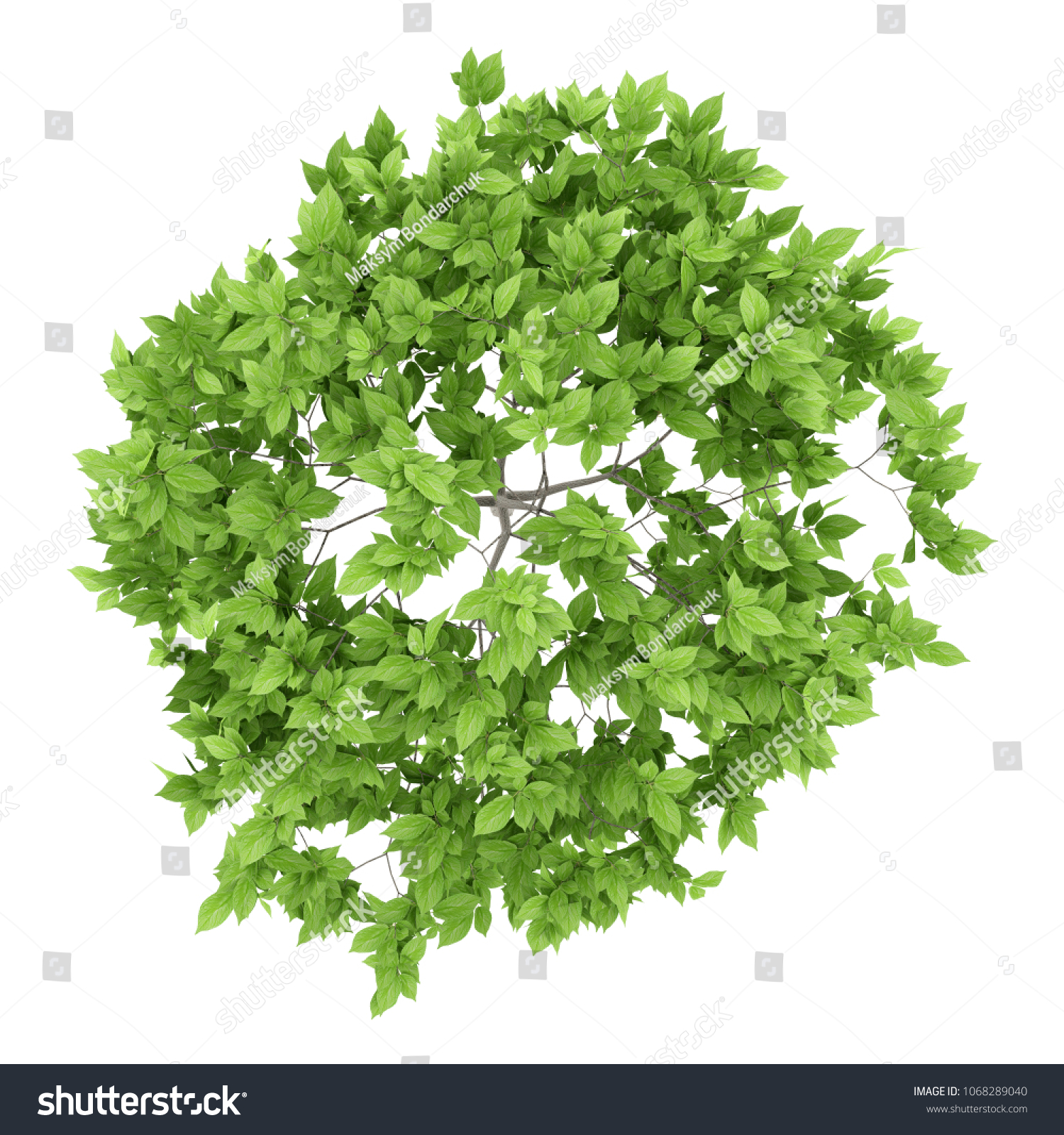 top view of plum tree isolated on white background. 3d illustration #1068289040