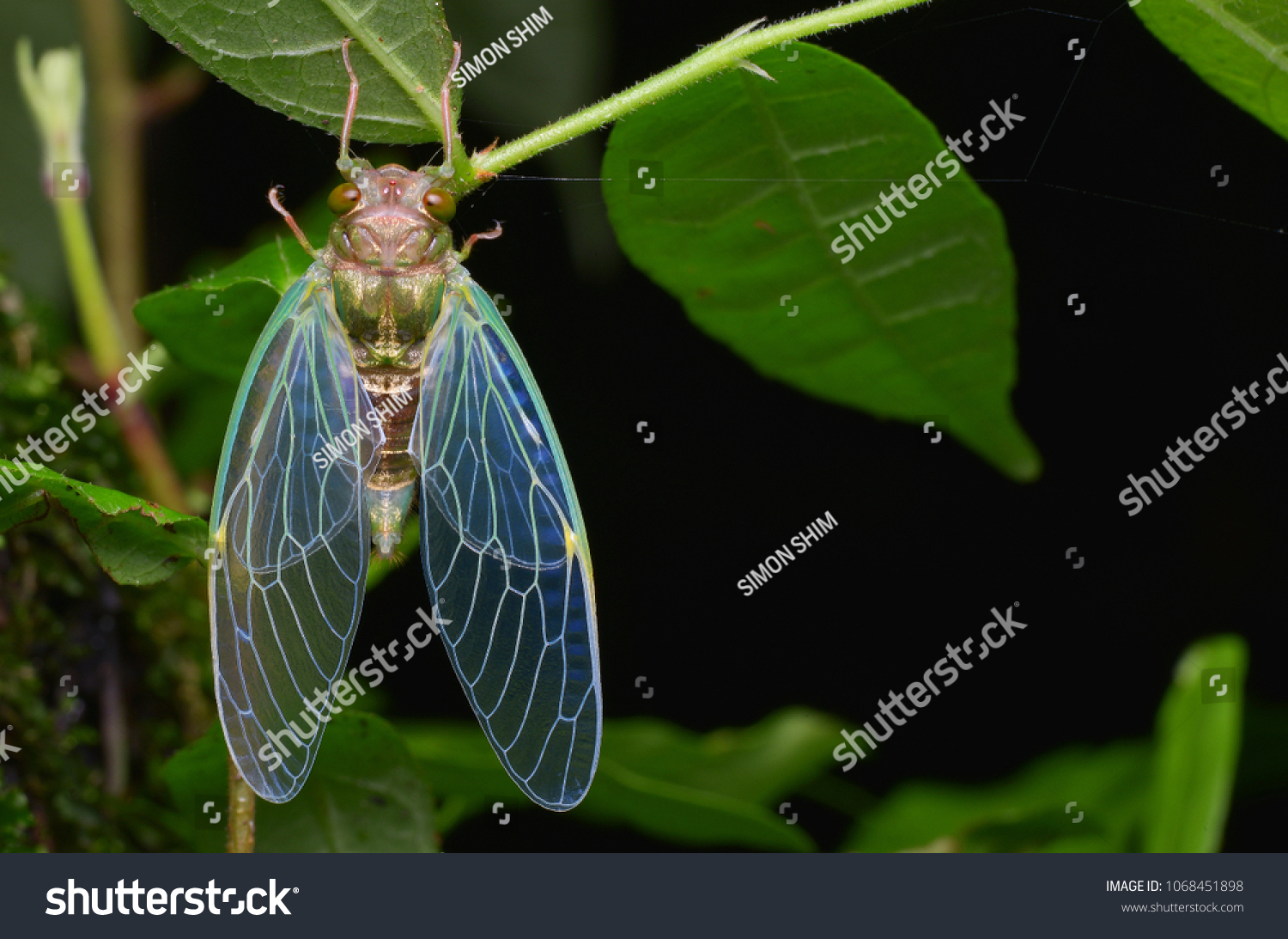 Macro image of a newly emerged cicada  #1068451898