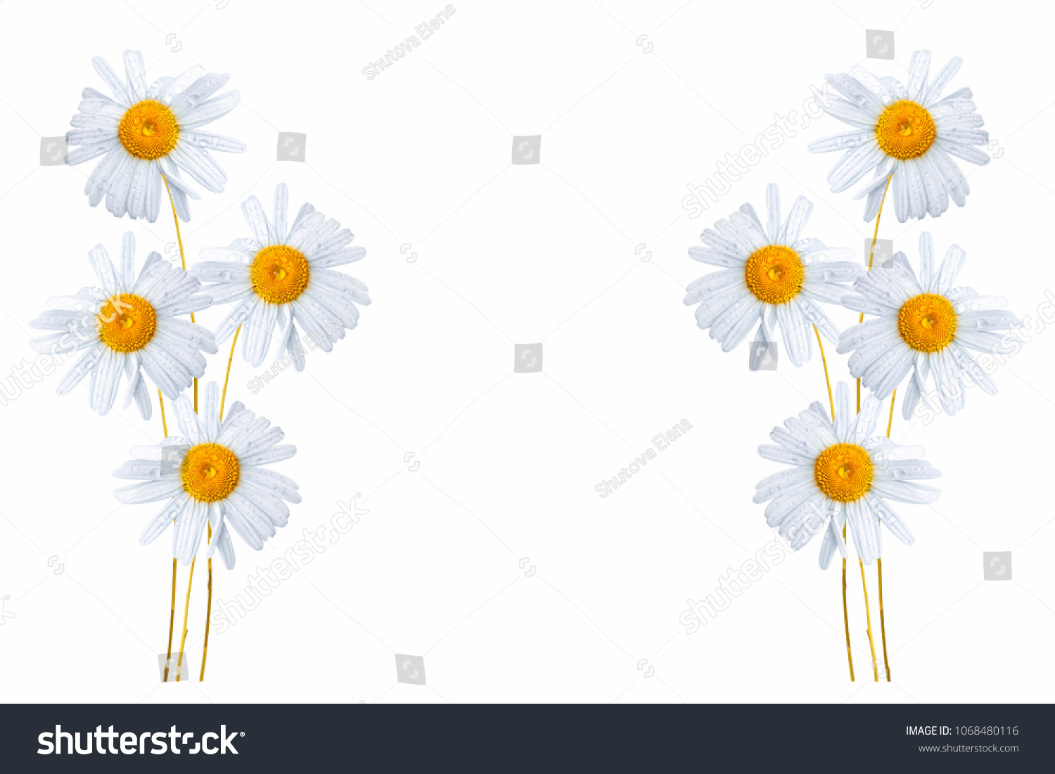 daisies summer white flower isolated on white background #1068480116