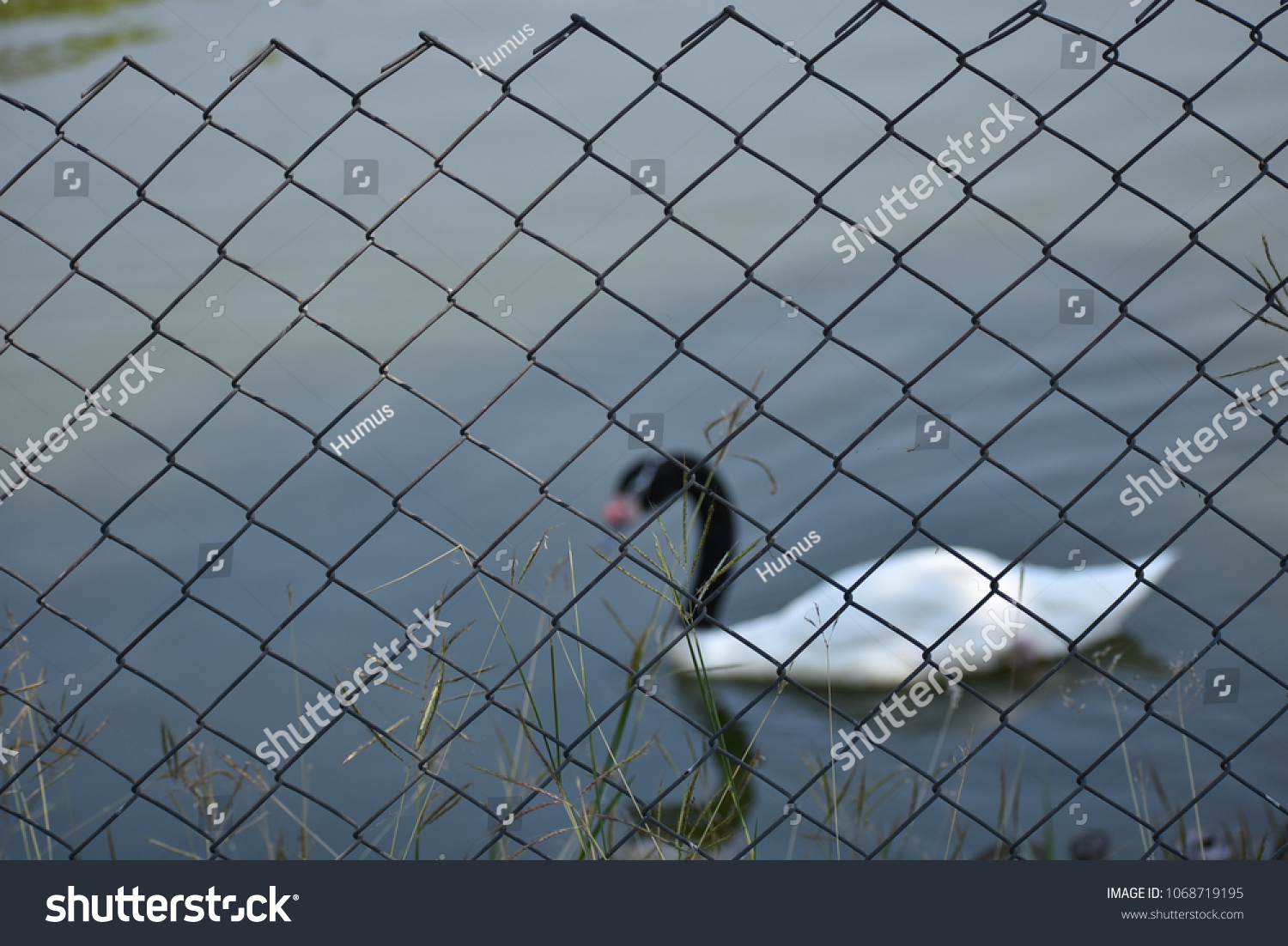 A black necked swan in pond #1068719195