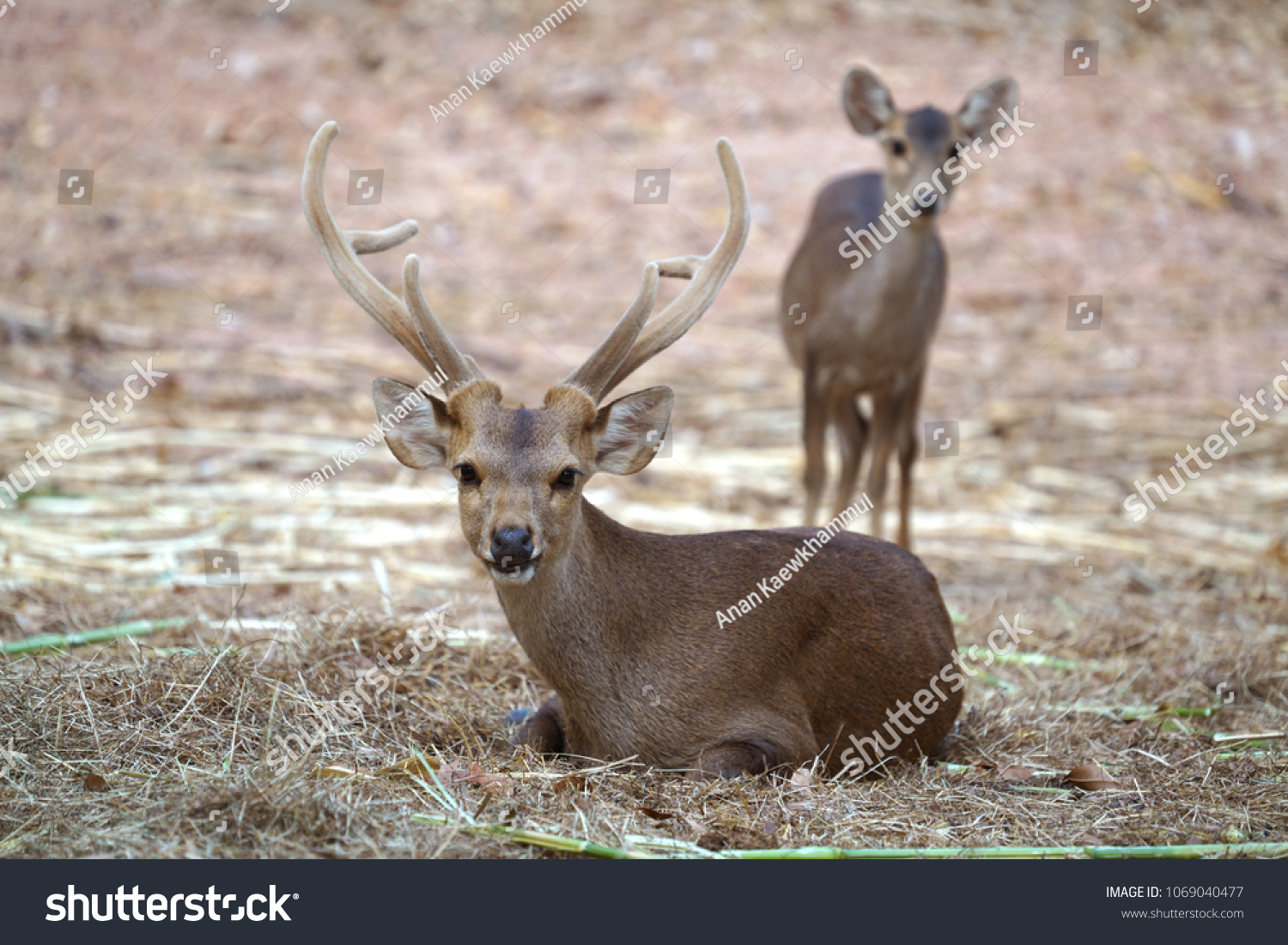 male and female hog deer ( Hyelaphus porcinus ) #1069040477