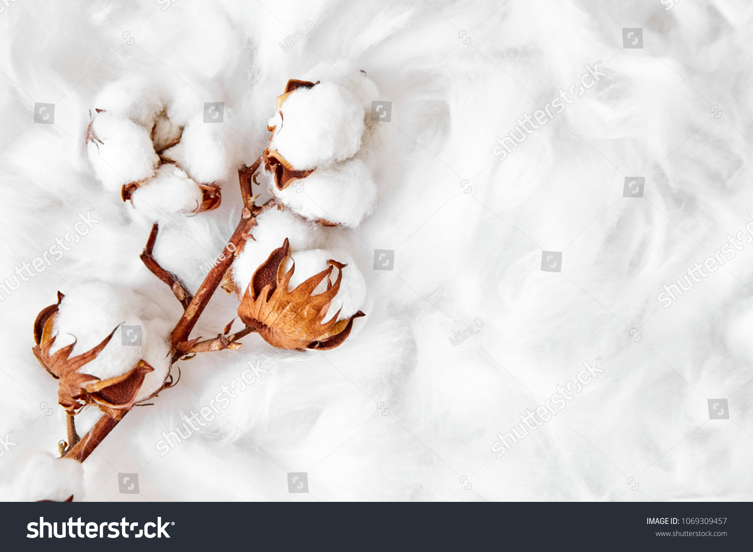 branch of white cotton flowers #1069309457