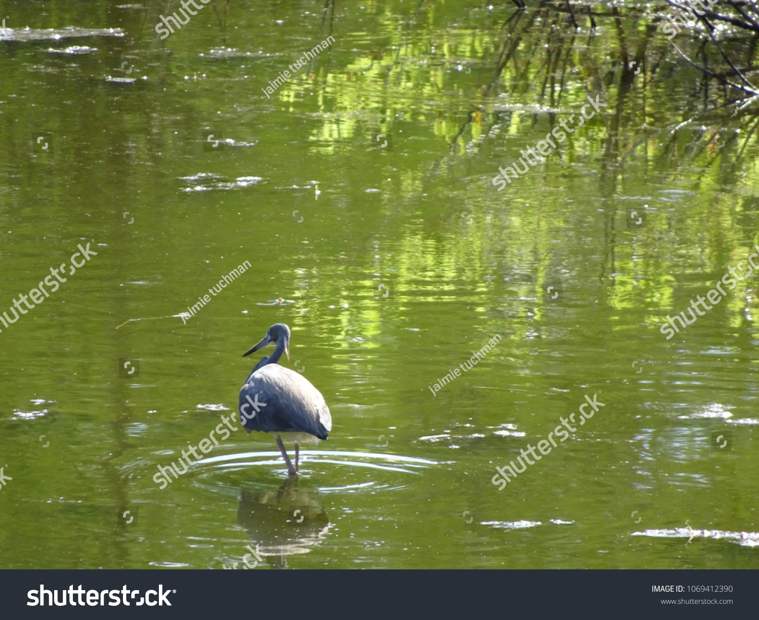 little blue heron wading in the water #1069412390