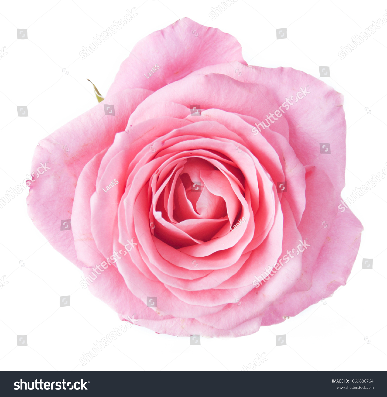 Rose flower isolated on white background #1069686764