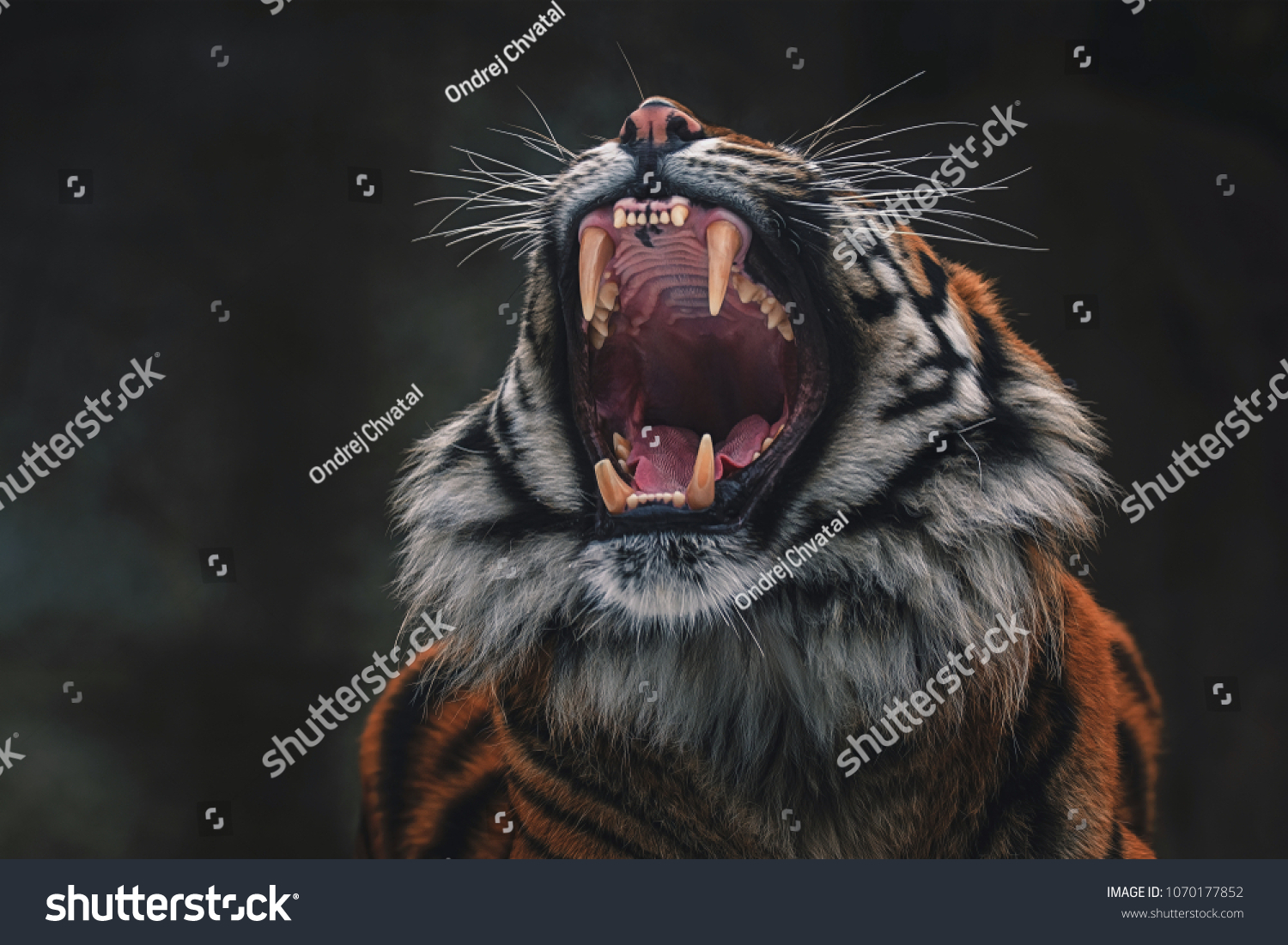 Sumatran tiger (Panthera tigris sumatrae) beautiful animal and his portrait #1070177852