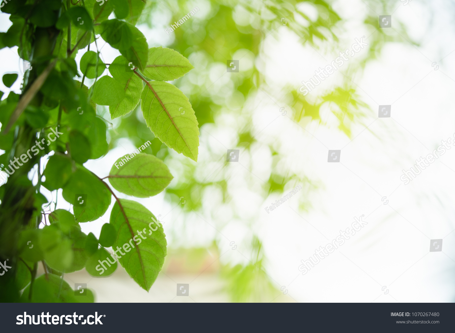 Nature of green leaf in garden at summer. Natural green leaves plants using as spring background cover page environment ecology or greenery wallpaper #1070267480