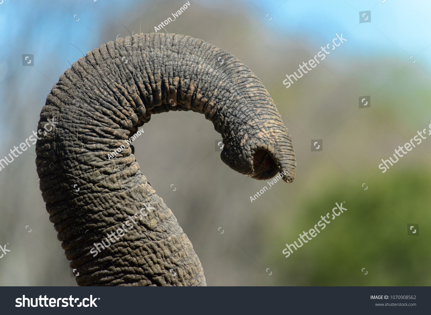 Close up of the elephant's trunk #1070908562