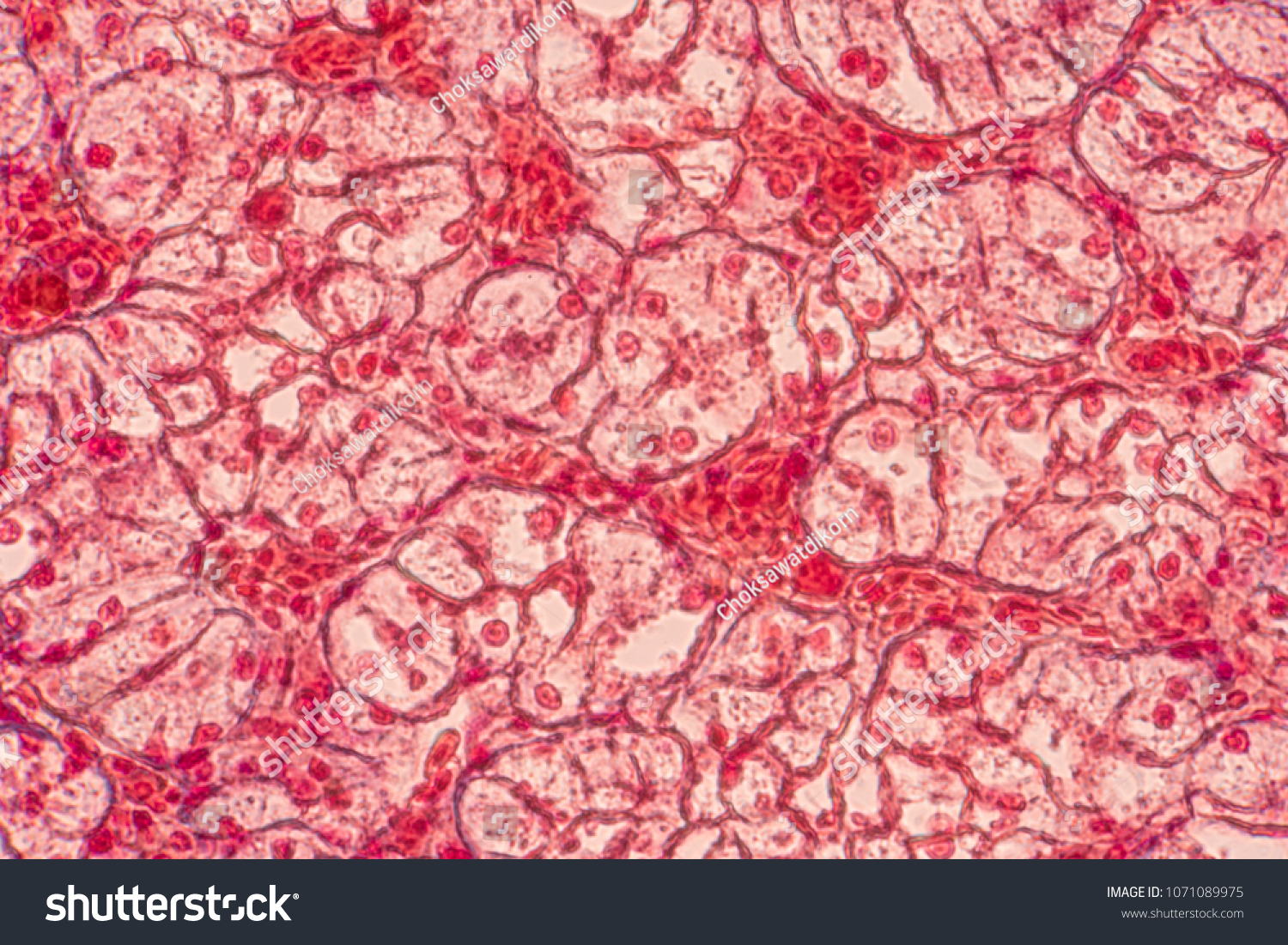 Squamous epithelial cells under microscope view for education histology. Human tissue. #1071089975