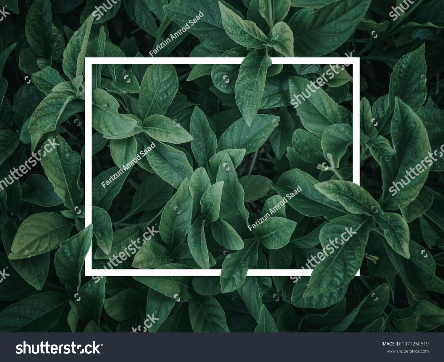 Creative layout made of leaves with paper card note. Nature concept. Green leaf texture. Leaf texture background
 #1071250619