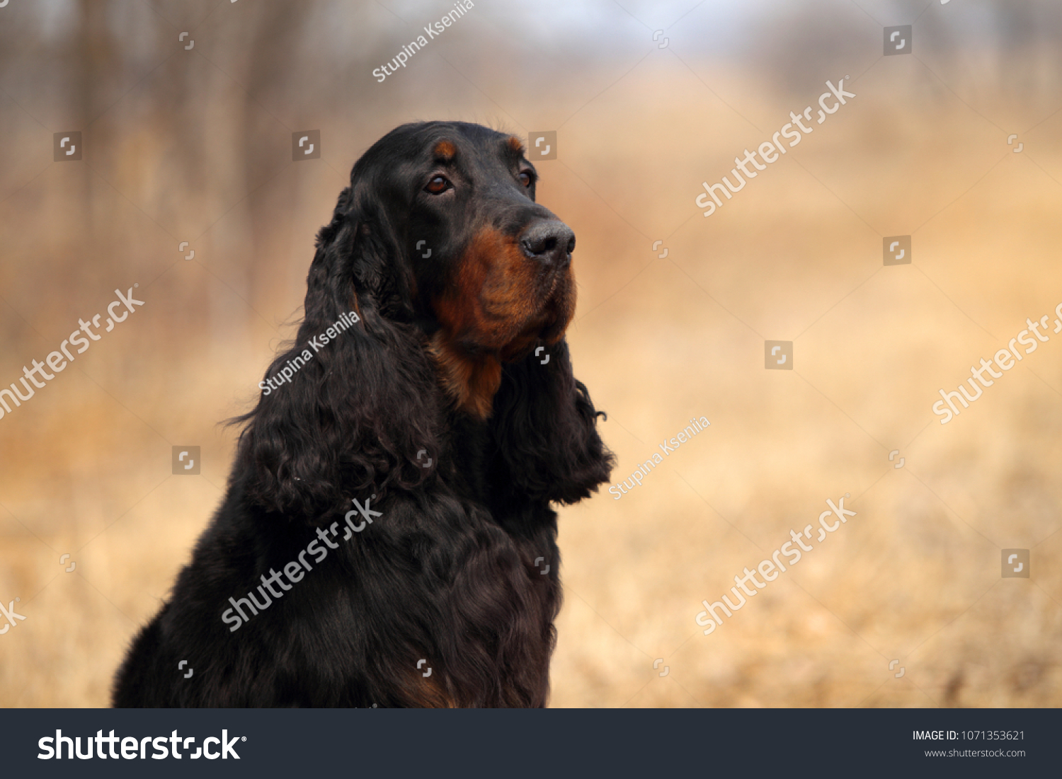 Beautiful gordon setter dog. Outdoor portrait. #1071353621