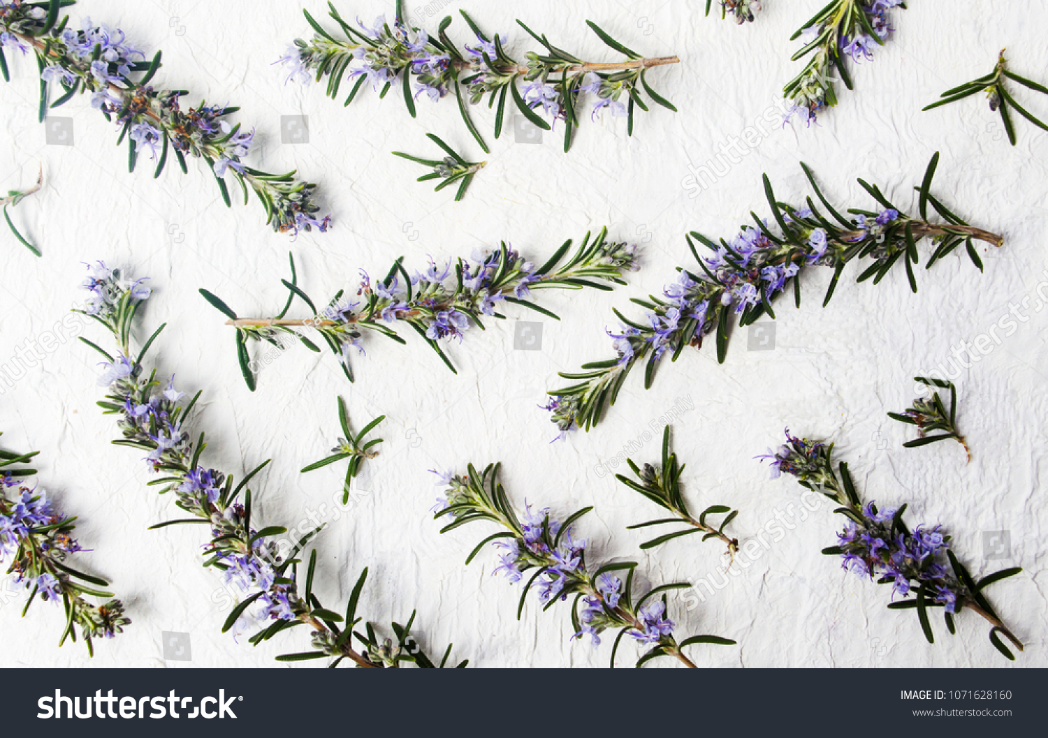 Rosemary branches in blossom on white background top view #1071628160