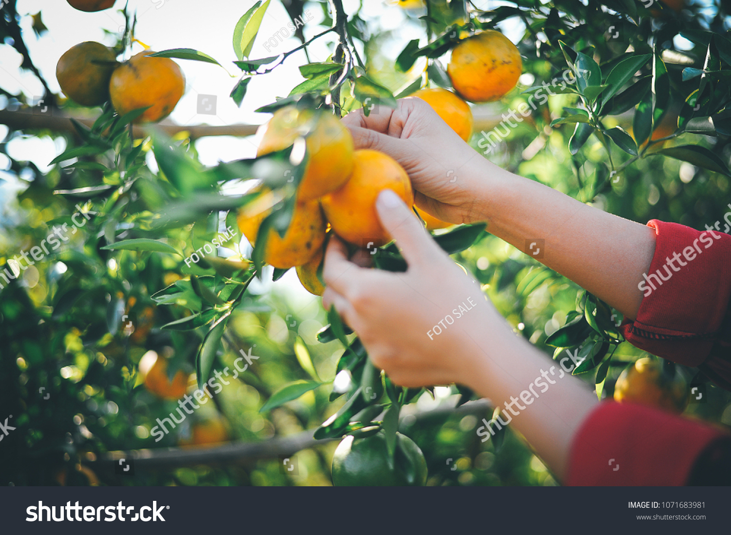 Oranges in our garden #1071683981