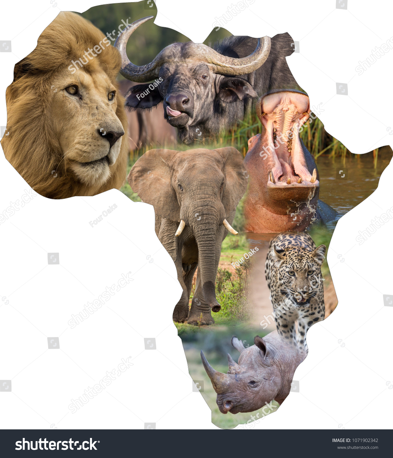 The continent of Africa filled with a collage of large wild african animals #1071902342