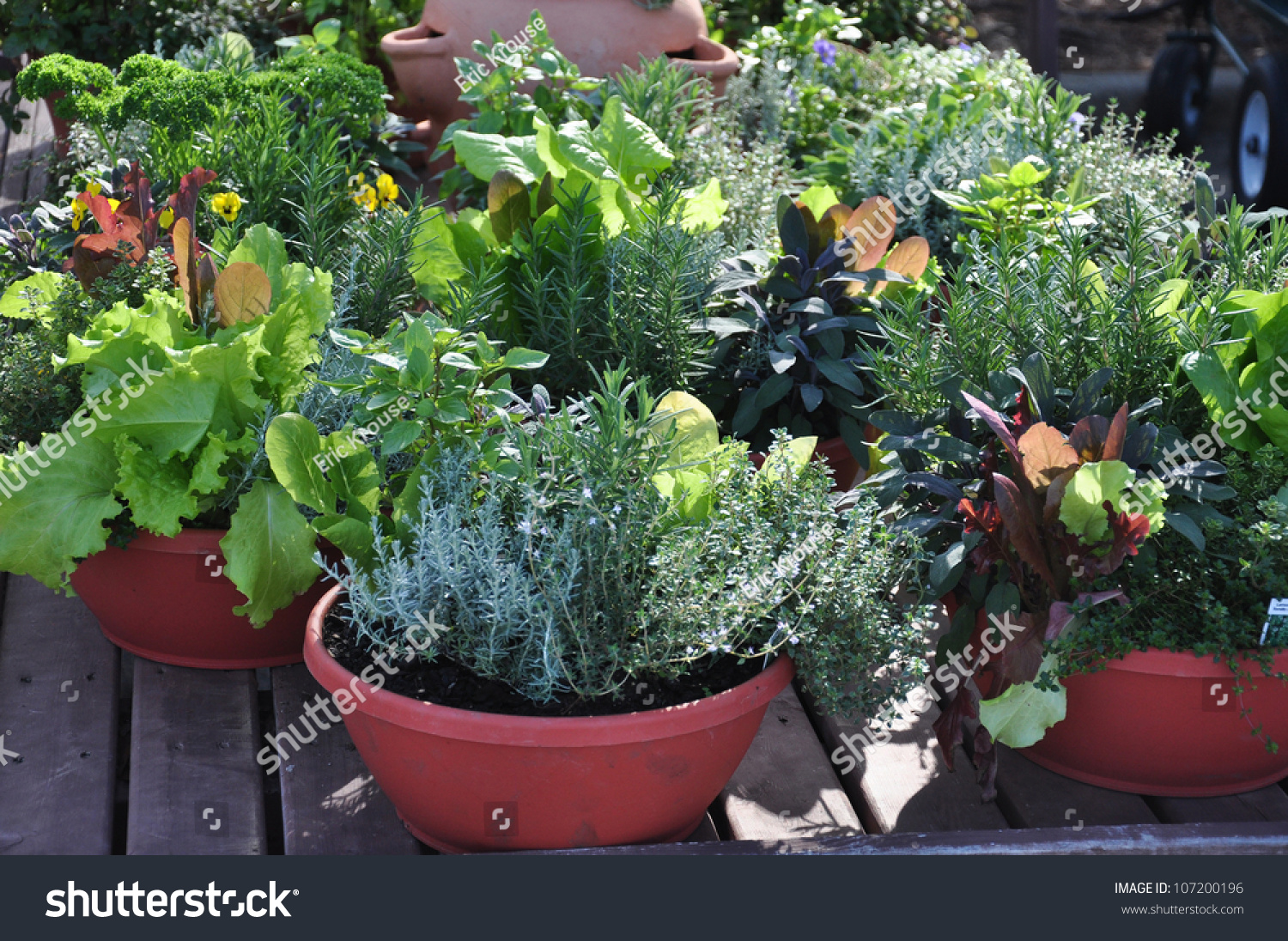 Fresh herbs grown in compact containers suitable for backyard or patio gardening #107200196