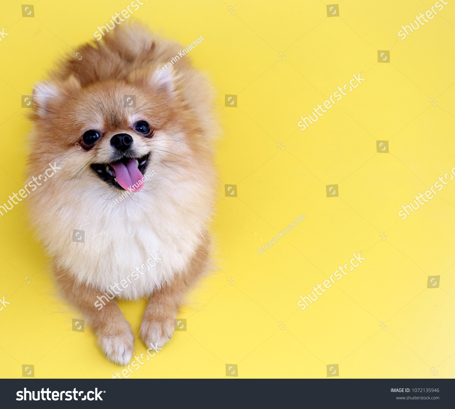 Pomeranian dog with yellow backdrop. #1072135946