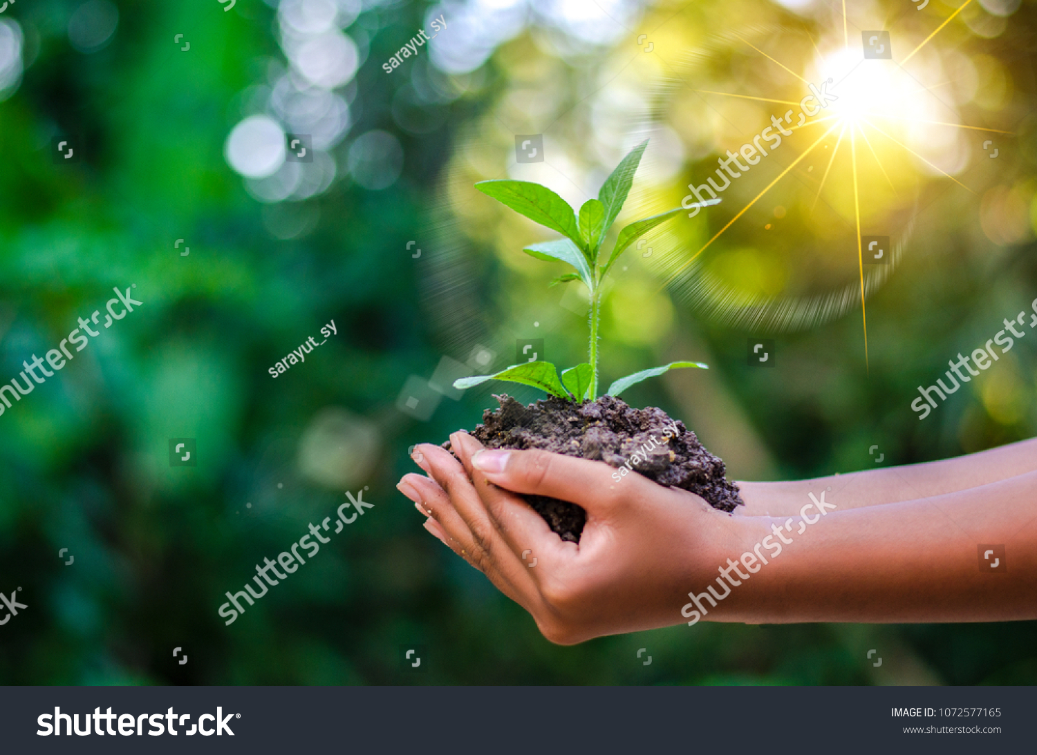 Earth Day In the hands of trees growing seedlings. Bokeh green Background Female hand holding tree on nature field grass Forest conservation concept #1072577165