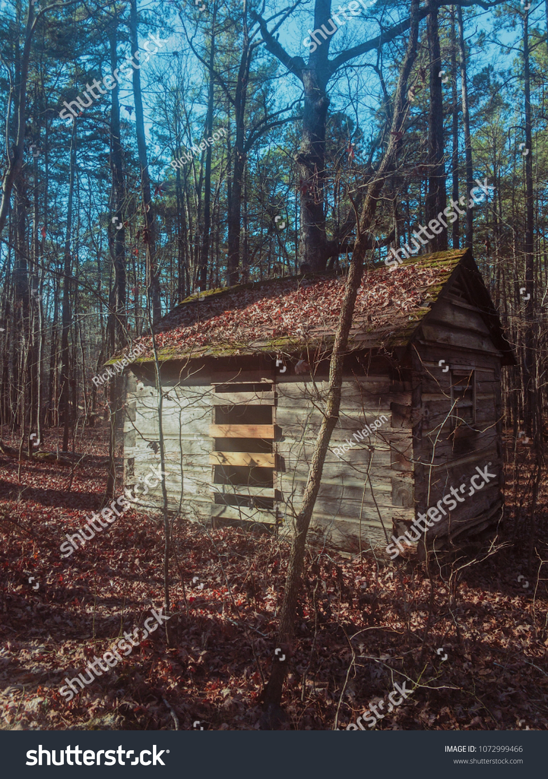 An old shack in the woods #1072999466