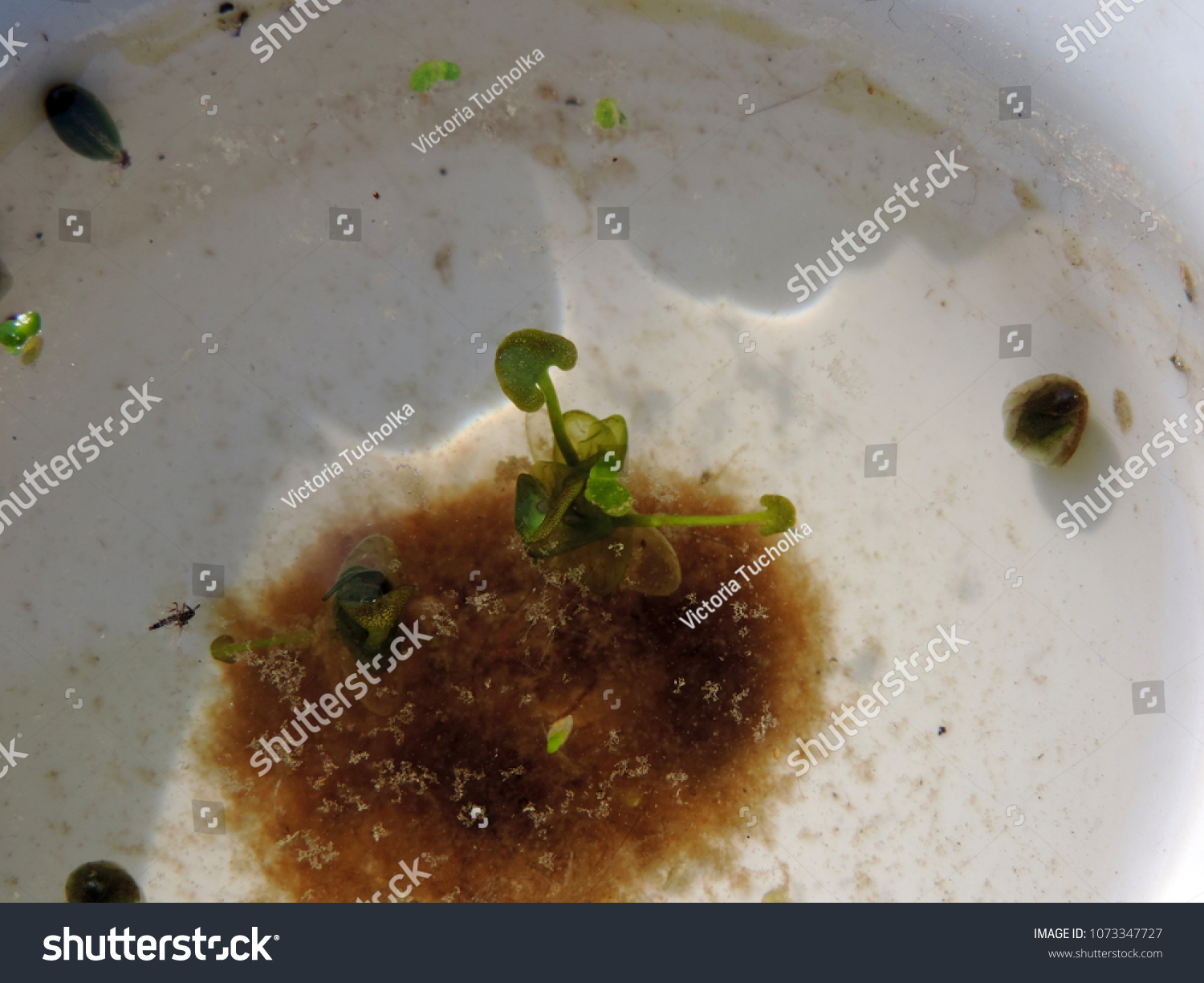Close up of blooming turions of Hydrocharis morsus-ranae, commonly called common or European frogbit, and occasionally water-poppy. Poland, Europe #1073347727