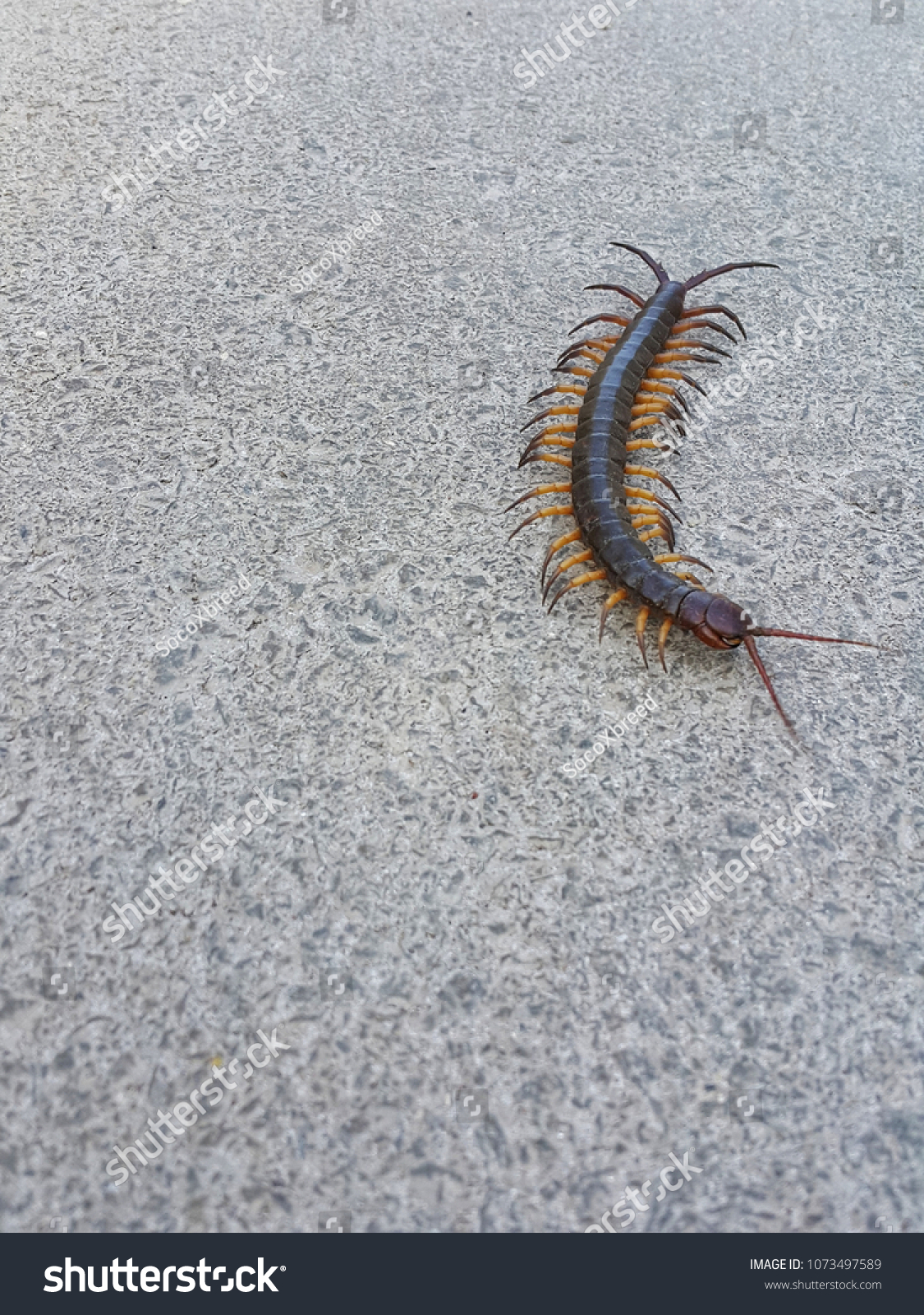 Close up top view centipede on the floor #1073497589
