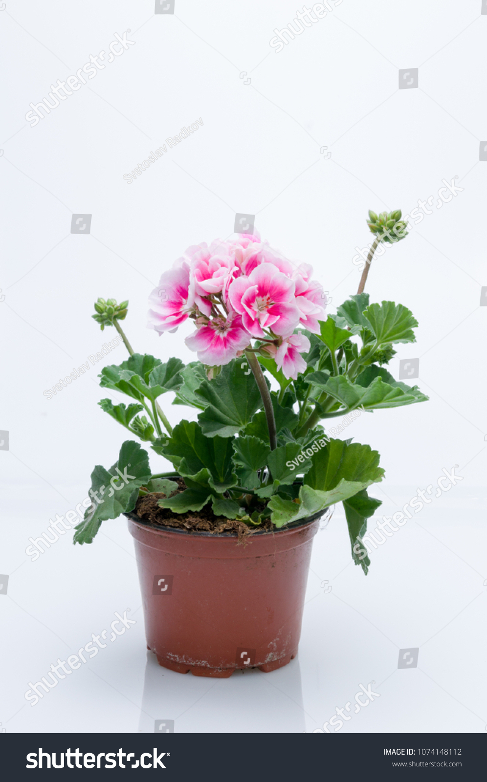 flowers in plastic pots over white #1074148112
