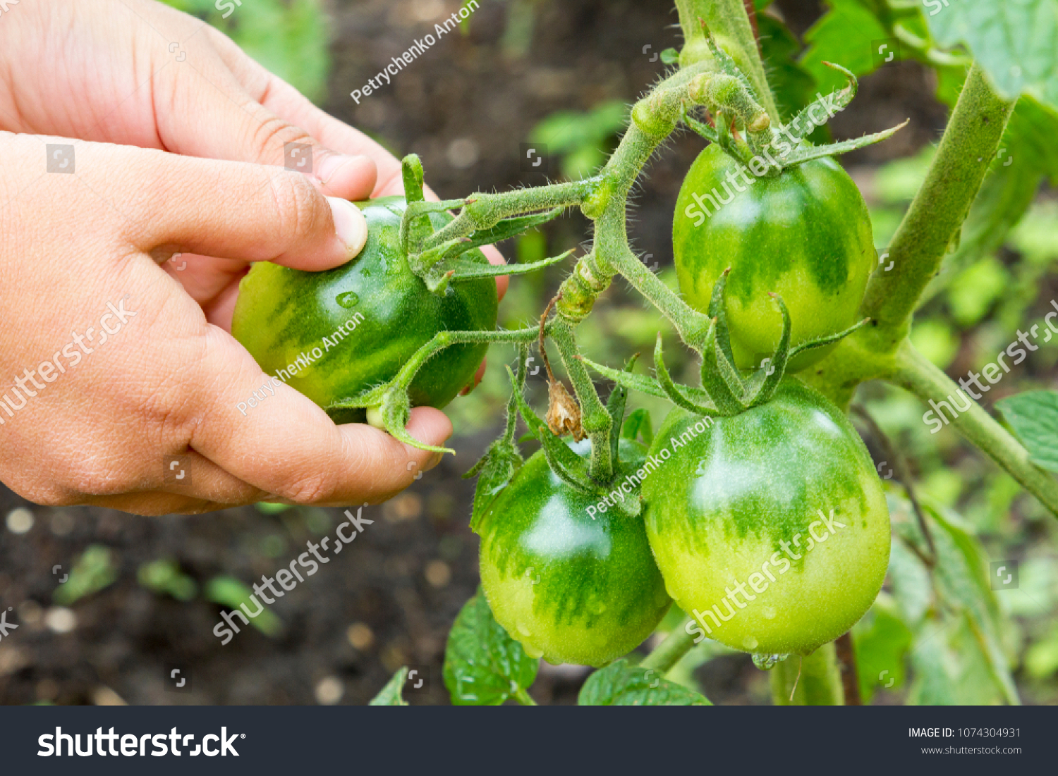 A hand tears off a green tomato. Healthy food. Organic food #1074304931