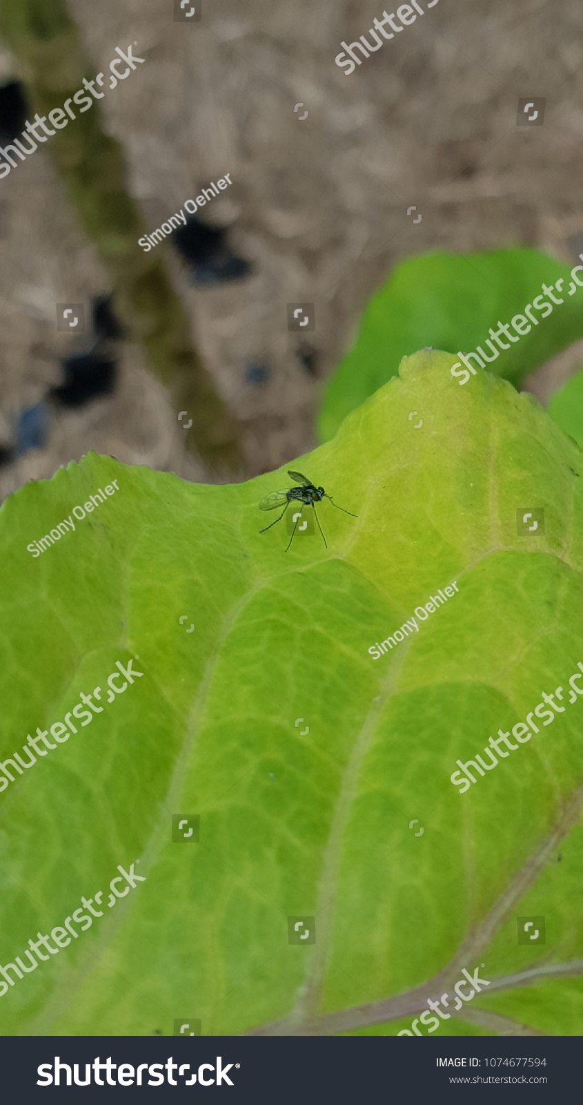 Mosquito landed on leaf #1074677594