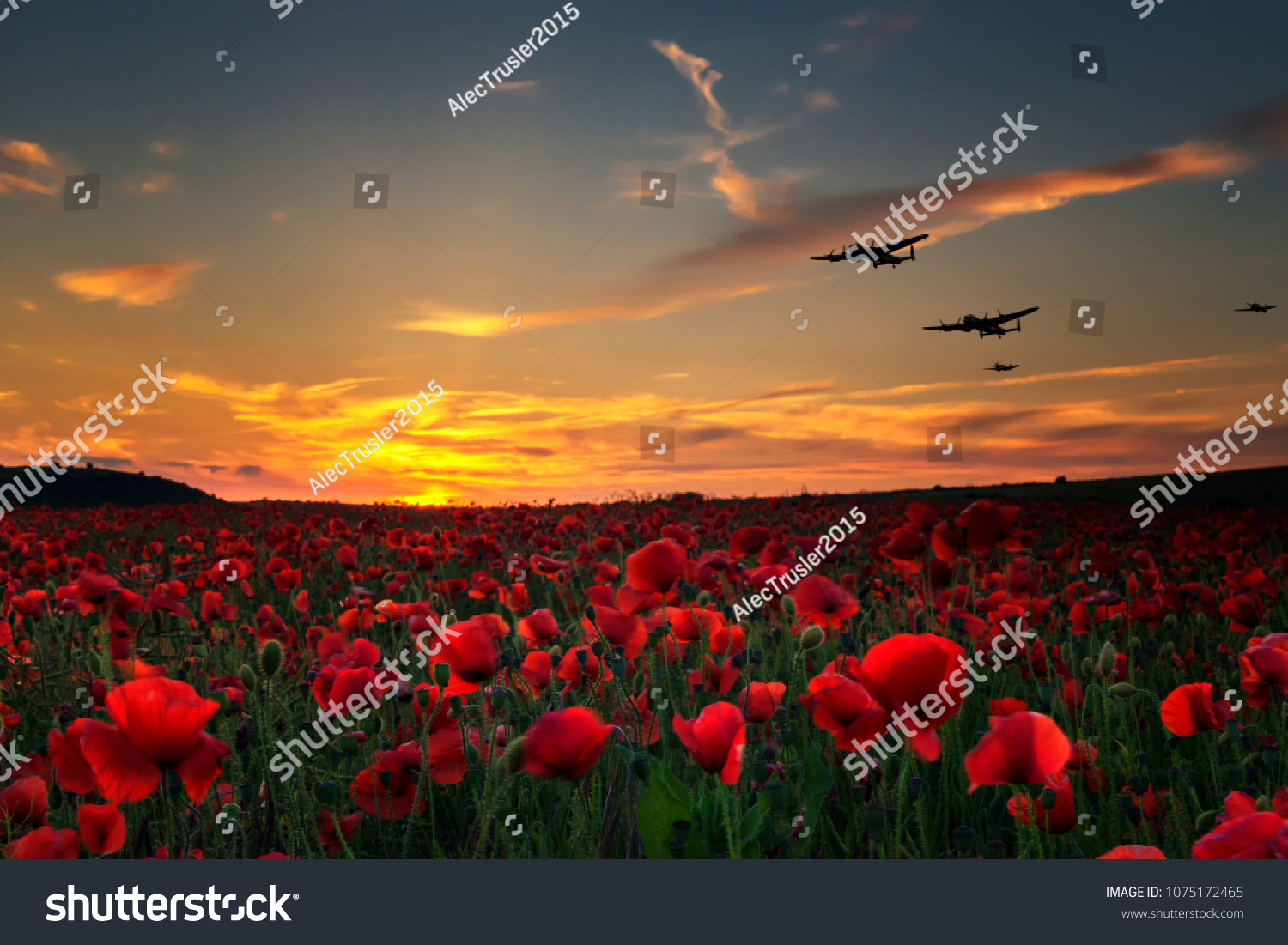 Lest we Forget poppy field with with WW11 planes flying across as the sun goes down.Remembrance Day, Anzac Day tribute to the fallen. #1075172465