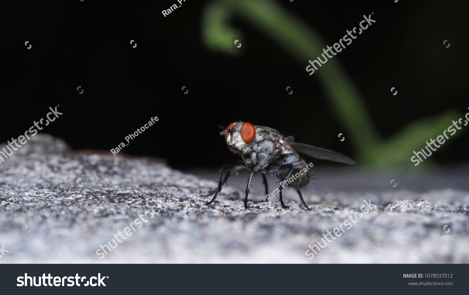 Macro of housefly on the rough wall. Musca domestica linnaeus. #1078037012